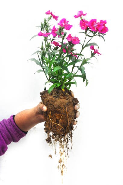Garden Plant