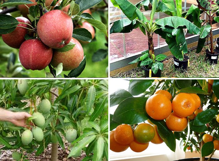 Garden Plant