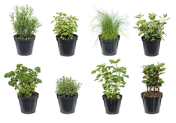 Garden Plant
