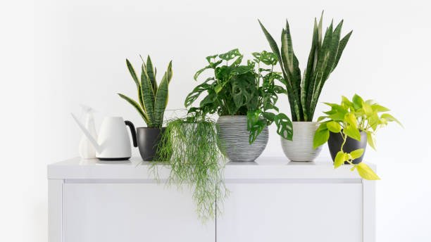 Garden Plant