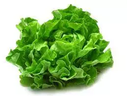 Garden Plant