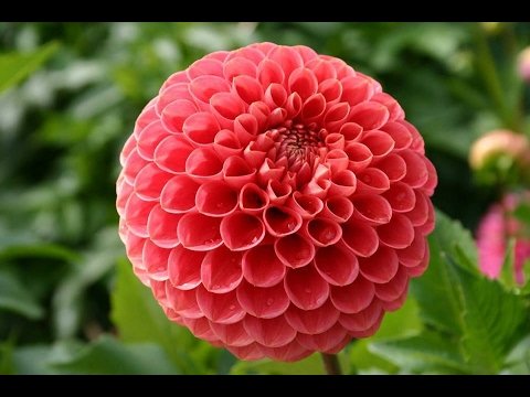 Garden Plant