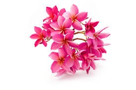 Garden Plant