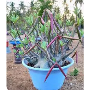 Glossy Adenium Plant 1-adenium-9048840-49330.webp