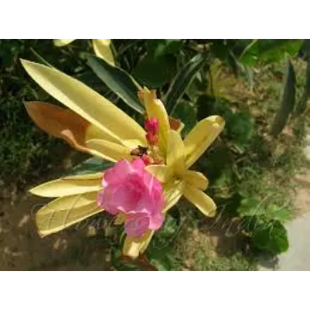 Great Arali Flowers 1a-Arali-1679522-58498.webp