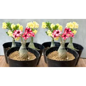 Top Adenium Plant 1a-adenium-5664162-68367.webp
