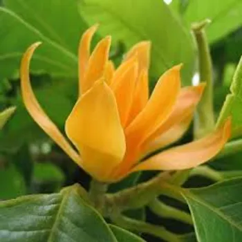 Mustard Arali Flowers 1a-arali-1372126-42555.webp