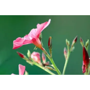Modern Arali Flowers 1a-arali-3733242-63181.webp