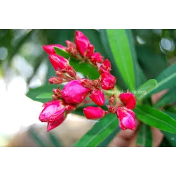 Pink Arali Flowers 1a-arali-4878426-74596.webp