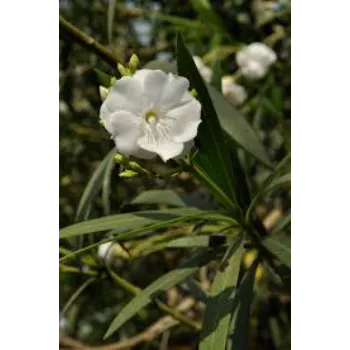 White Arali Flowers 1a-arali-7460282-81546.webp