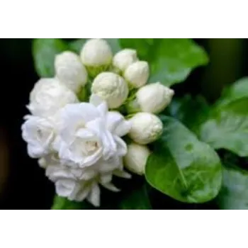 White Arali Flower 1a-arali-7755678-4198.webp