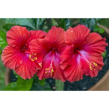 Red Hibiscus Flower 5b-Hibiscus-8738581-70565.webp