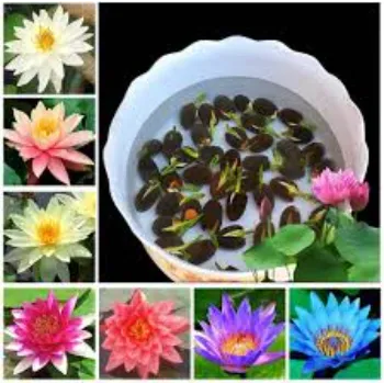7a-lotus-9214925-95756.webp
