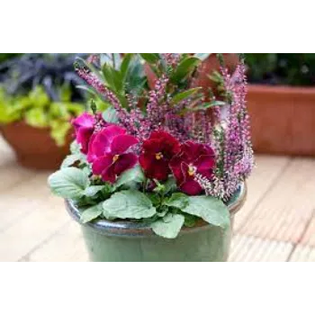 Pink Pansy Plant 8a-pansy-2497629-40611.webp