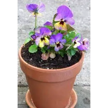 Nice Pansy Plants 8a-pansy-6671823-24091.webp