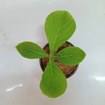 A1 Teak Plant 9a-teak-3680099-30337.webp