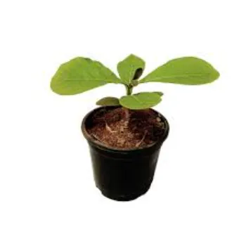Green Teak Plant 9a-teak-8797050-46732.webp