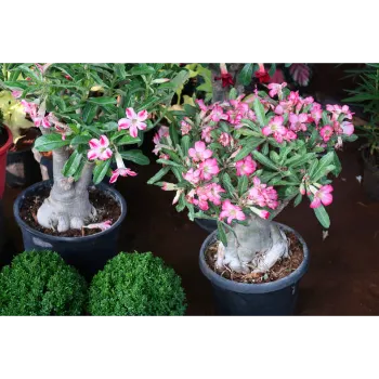 Adenium Plant Adenium-Plant-01-3637956-88274.webp