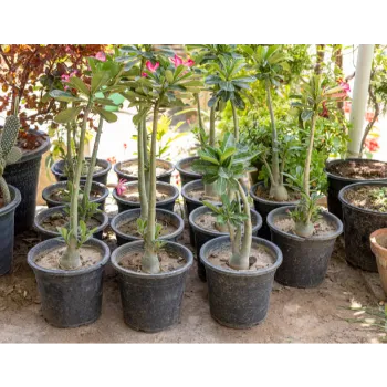 Adenium Plant Adenium-Plant-02-8723013-19385.webp