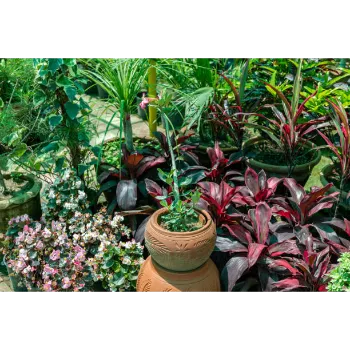 Adenium Plant Adenium-Plant-03-8905730-61800.webp