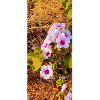 Adenium Plant Adenium-Plant-04-6011249-28666.webp