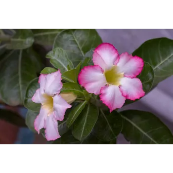 Adenium Plant Adenium-Plant-07-1228672-57408.webp