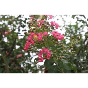 Adenium Plant Adenium-Plant-08-3580372-56475.webp
