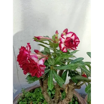 Adenium Plant Adenium-Plant-09-7289501-77737.webp