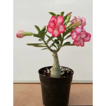 Stylist Adenium plant Adenium-Plant-1-3300148-59483.webp
