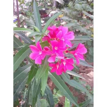 Arali Flowers Arali-Flowers-01-4869281-70474.webp