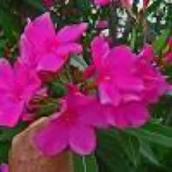 Arali Flowers Arali-Flowers-01-6441527-56052.webp