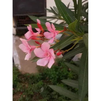 Arali Flowers Arali-Flowers-02-797960-53022.webp