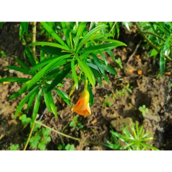 Green Arali Flowers Arali-Flowers-05-1754468-61017.webp