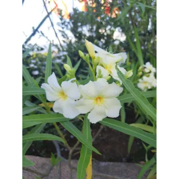 Arali Flowers Arali-Flowers-06-7966333-44603.webp