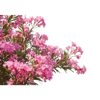 Arali Flowers Arali-Flowers-07-7375785-7736.webp