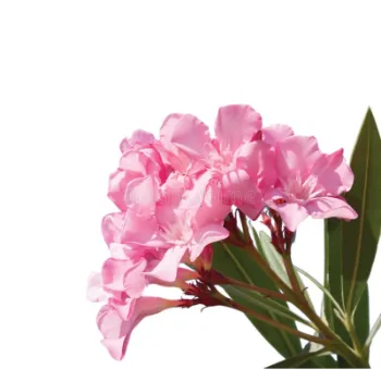 Fresh Arali Flowers Arali-Flowers-08-6367552-52994.webp