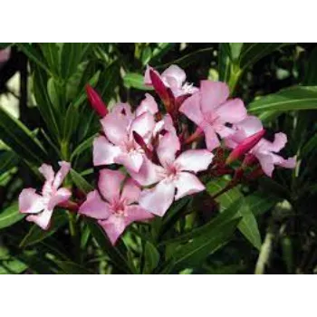 Fresh Arali Flower Arali-Flowers-1-7489792-12839.webp