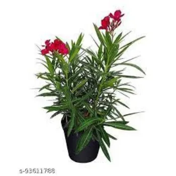 Fresh Arali Flower Arali-Flowers-2-4591396-2648.webp
