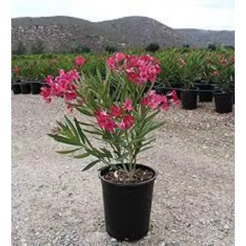 Fresh Arali Flowers Arali-Flowers-3-1834216-80813.webp