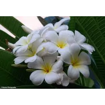 Arali Flowers Arali-Flowers-4-9967196-36486.webp