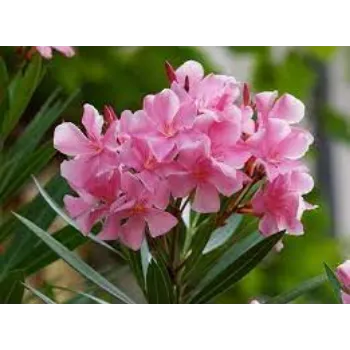 Fresh Arali Flower Arali-Flowers-5-5417465-35725.webp