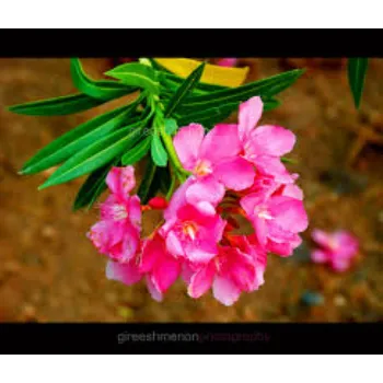 Organic Arali Flowers Arali-Flowers-6-945265-41802.webp