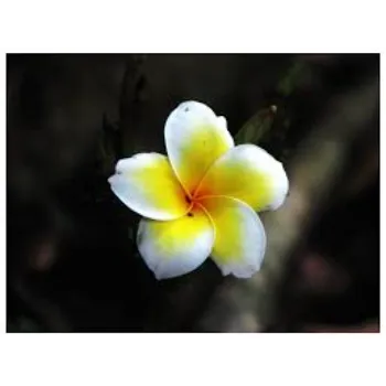 Arali Flowers Arali-Flowers-8-788843-72976.webp