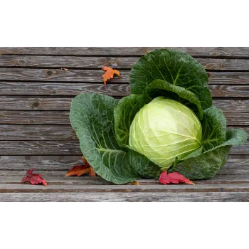 Cabbage-06-4066030-81303.webp