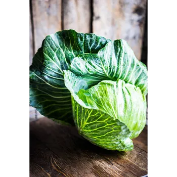 Cabbage-16-6661989-11434.webp
