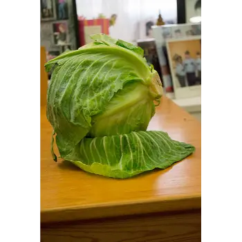 Cabbage-26-4567058-28880.webp