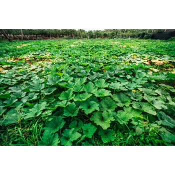 Fresh-Pumpkin-07-534127-56114.webp