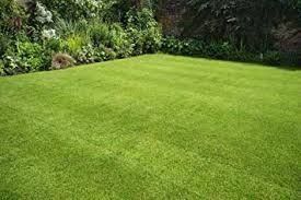 Bermuda Grass Lawn_Grass5-8655059-32764.jpg