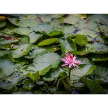 Lotus-8942065-12113.webp