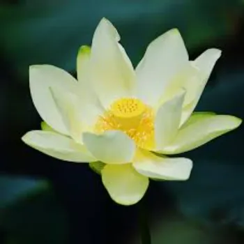Lotus10-657288-72668.webp
